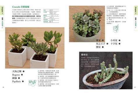 栽種植物|15種「懶人也種不死」的新手必選植物 「不用每天顧。